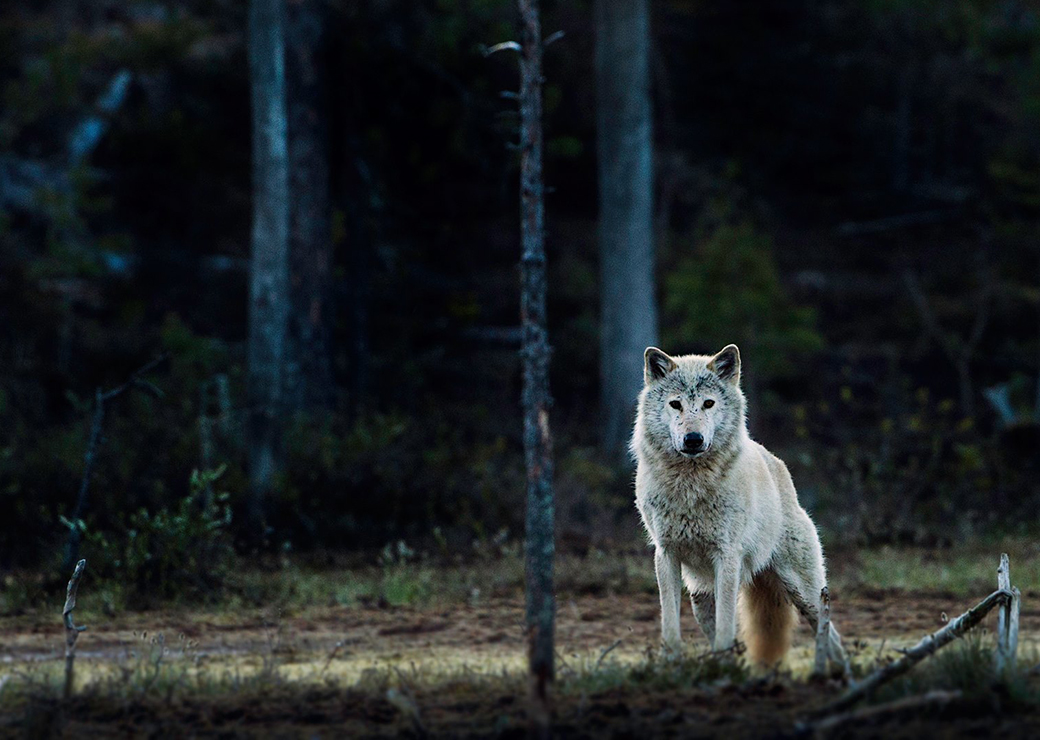 Recul du nombre de loups en France et nouveau débat sur la protection ...