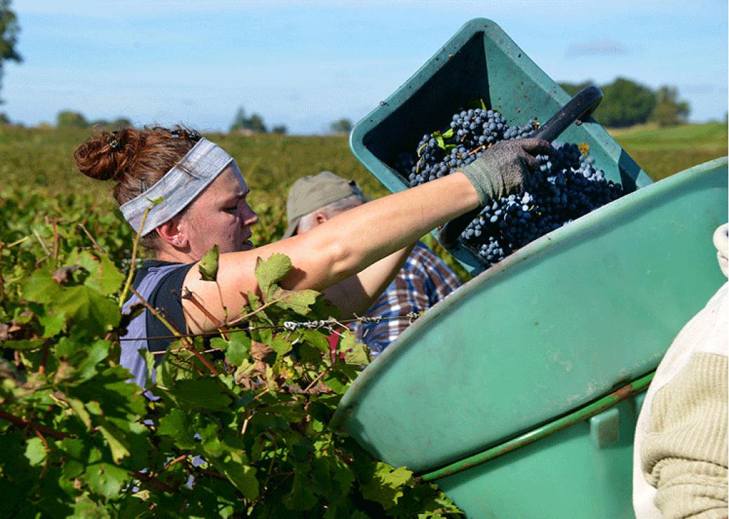 vendanges