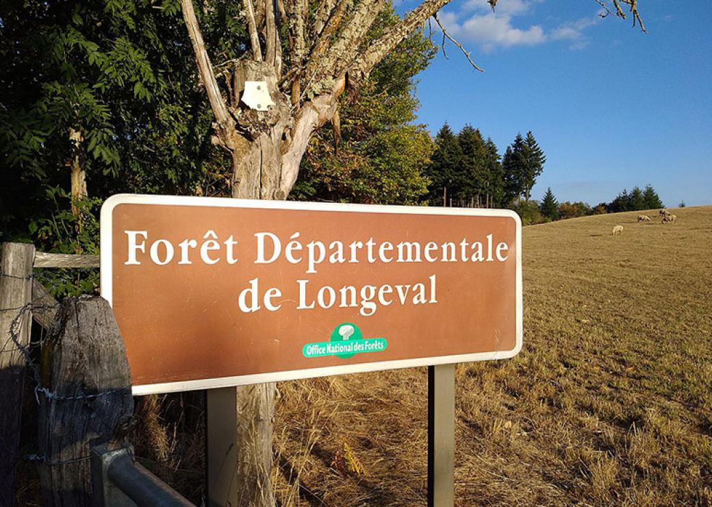 forêt