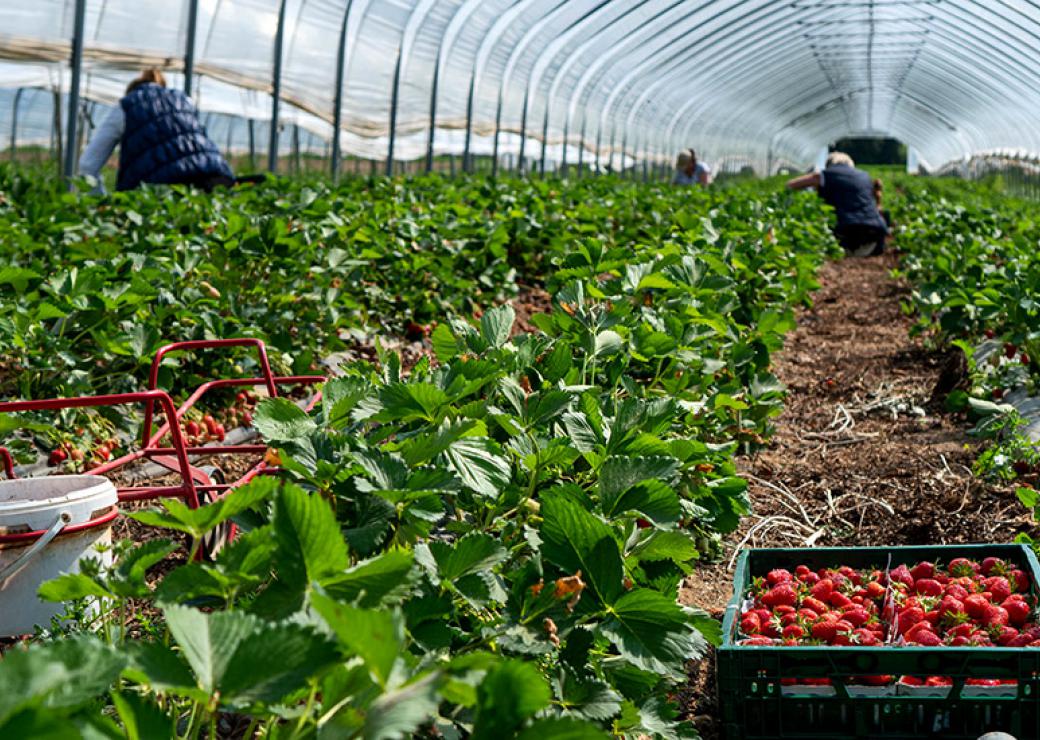 Récolte de fraises