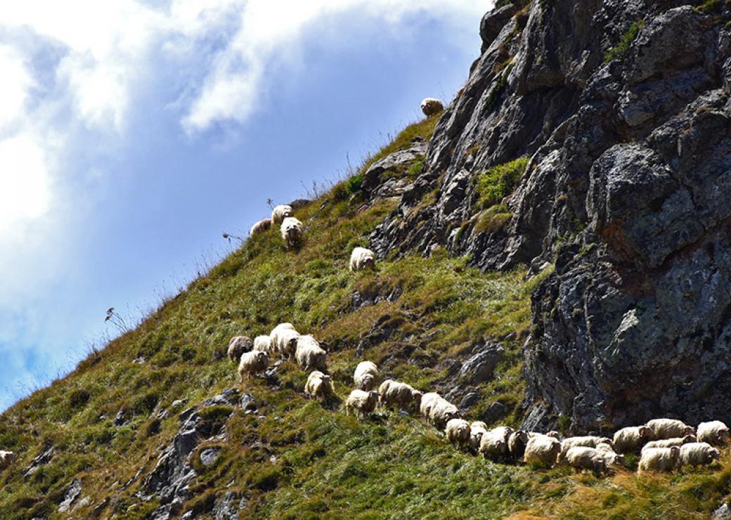 Troupeau de moutons