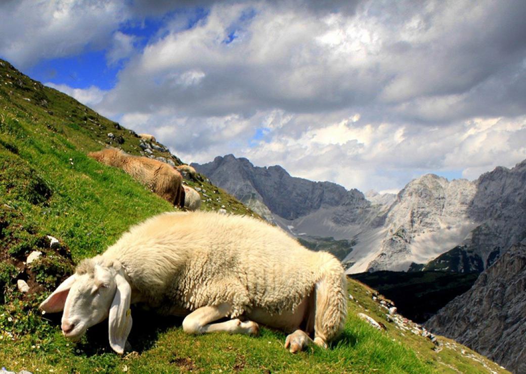 moutons