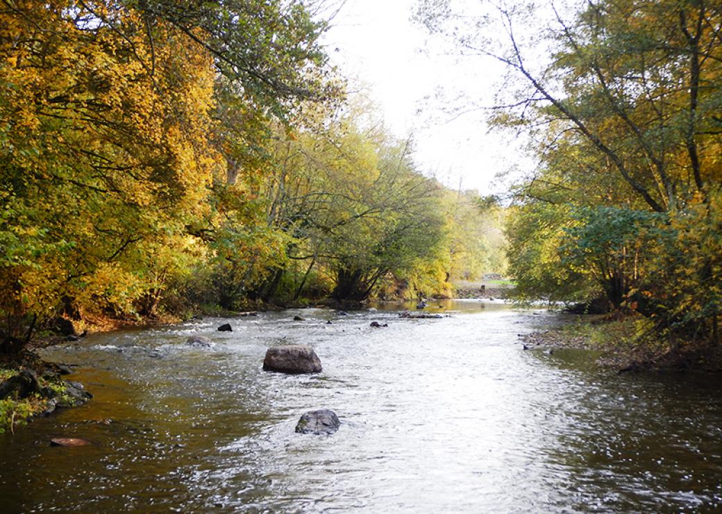 Depuis le milieu de la rivière, vue sur l'eau et les arbres qui se penchent au-dessus