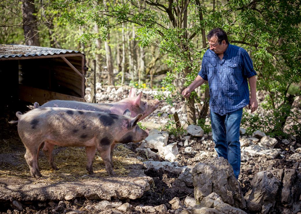 Dans un paysage de sous-bois, un homme tend une brindille à deux cochons