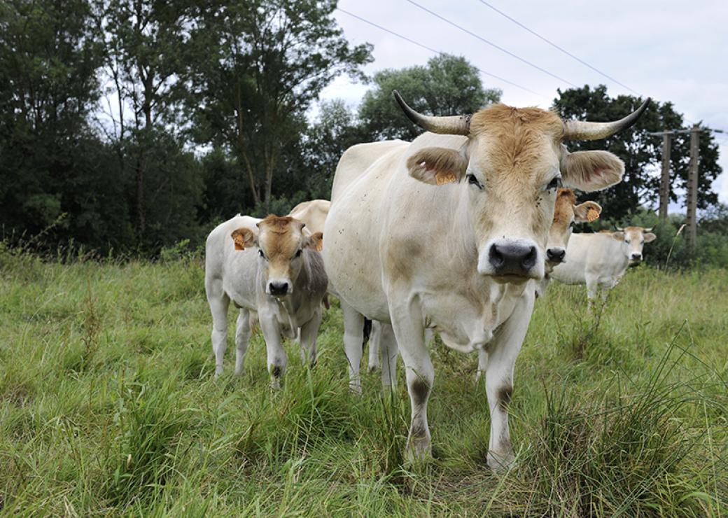 Dans un pré, trois vaches de couleur blanche regardent la personne qui prend la photo