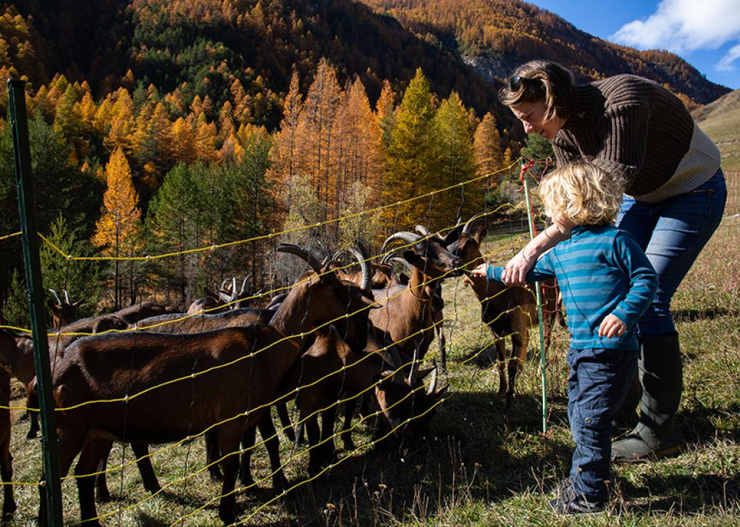 Une femme tient la main d'un enfant blond qui tend de l'herbe à des chèvres, dans un paysage vallonné et très arboré