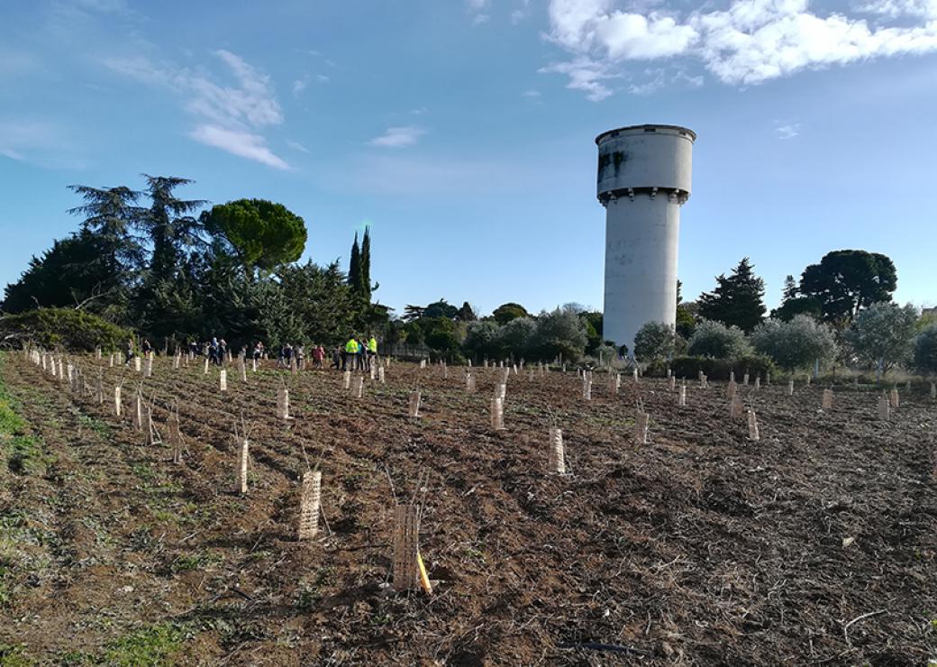 Au premier plan, une terre fraichement labourée accueille de jeunes plans d'arbres. Au loin un groupe de personnes, un bouquet d'arbres adultes et un château d'eau