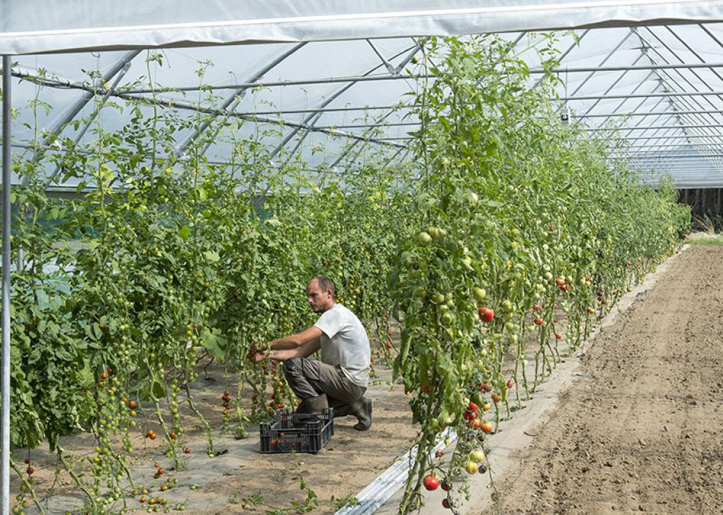 Photo d'une personne en train de travailler dans une serre où poussent des tomates