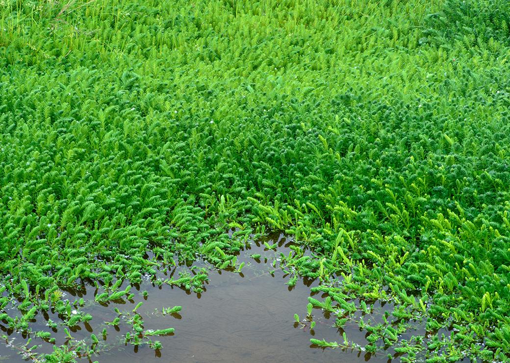 myriophylle 