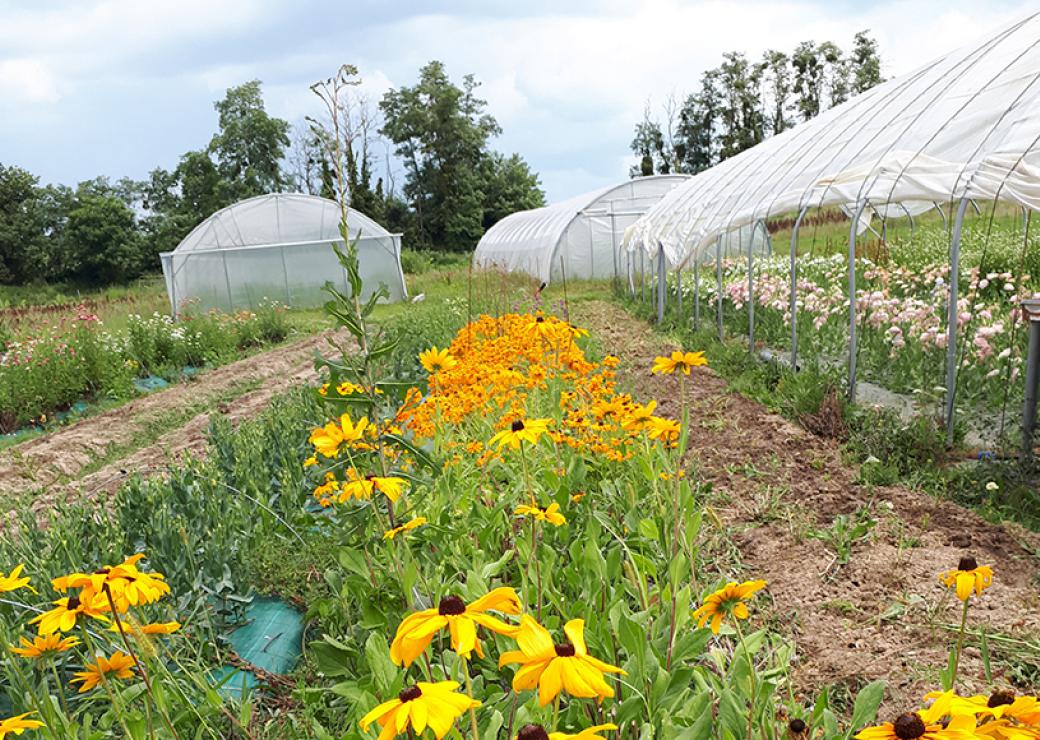 Au premier lan, des fleurs en pleine terre, à gauche, une serre-tunnel abrite des fleurs