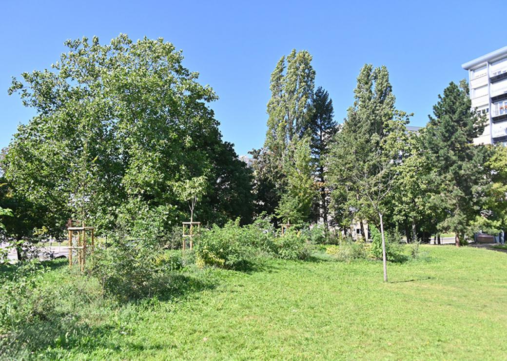 Bouquet d'arbres, herbe verte et bâtiment des années soixante