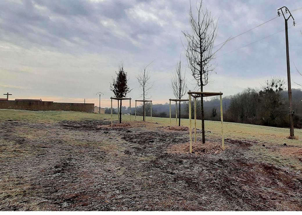 Photo de jeunes arbres fraichement plantés. Au loin, on distingue un mur et des croix