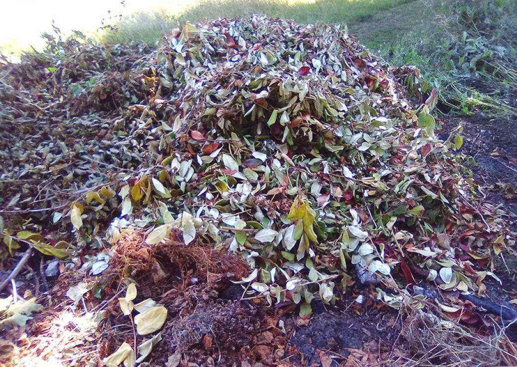 En plein air, un tas de petites branches mortes