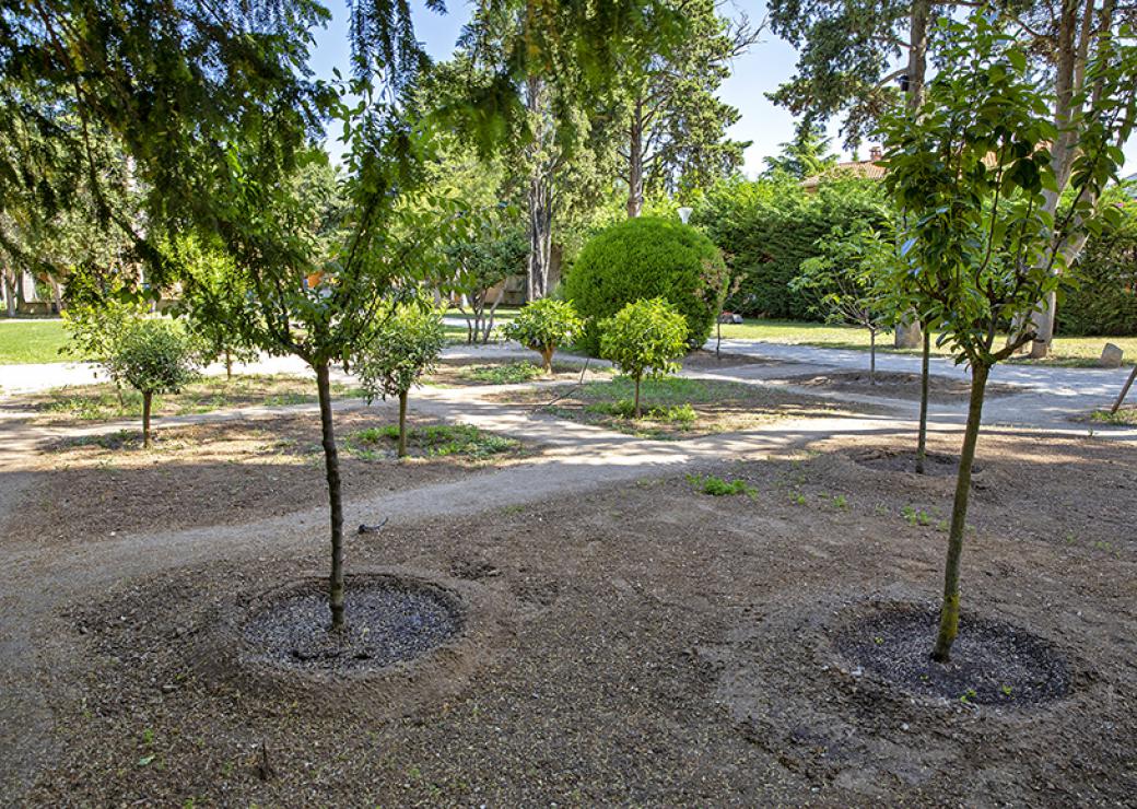 Photo d'un parc où des arbres ont été fraichement plantés