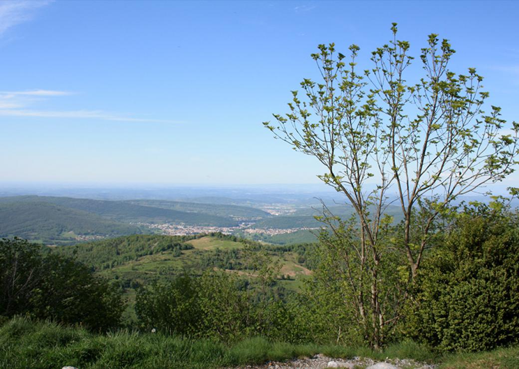 Vue très ouverte sur un paysage verdoyant. Au premier plan, un jeune arbre.