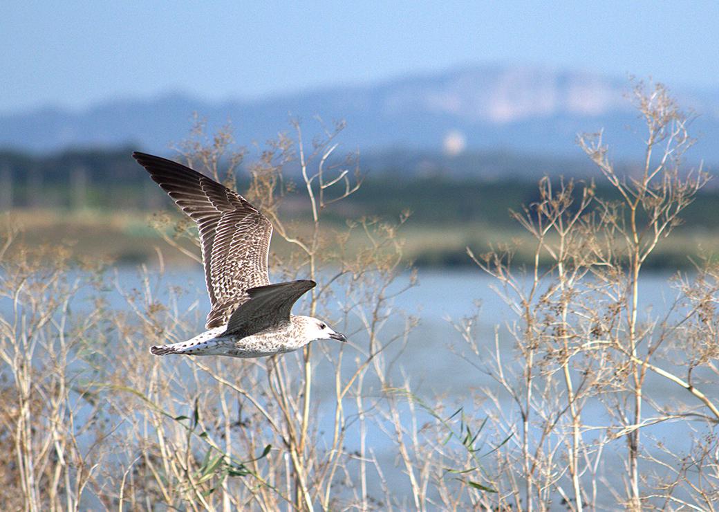 environnement, natura 2000