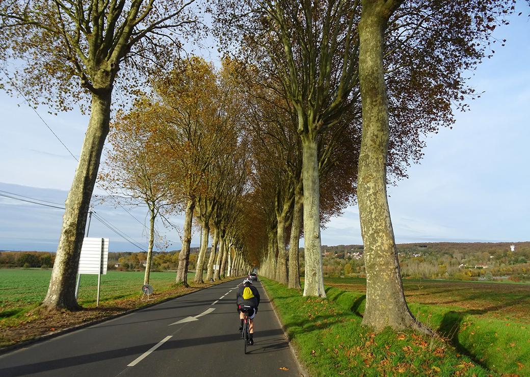 alignement d'arbres route