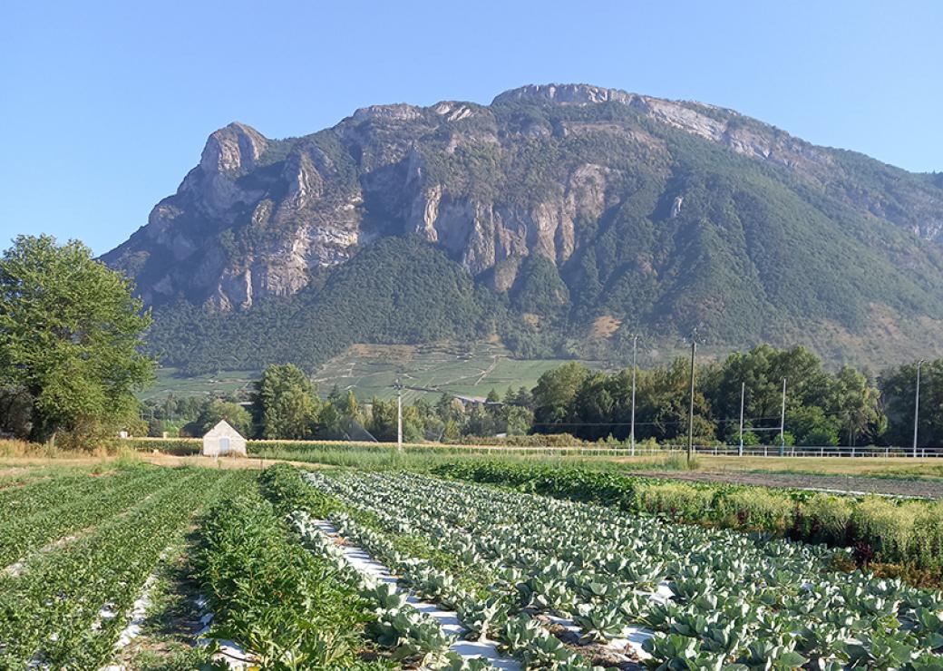 Un champs où poussent des choux et en arrière-plan une grande montagne