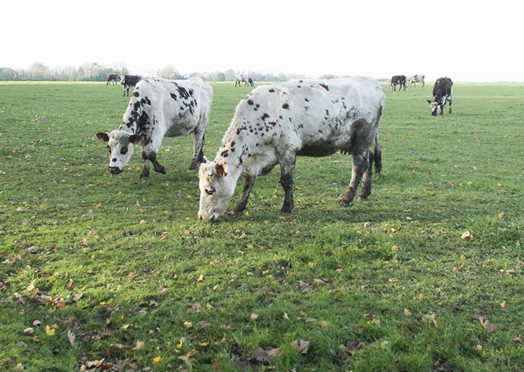 Des vaches blanches tachées de noir paissent dans un pré sous un temps hivernal