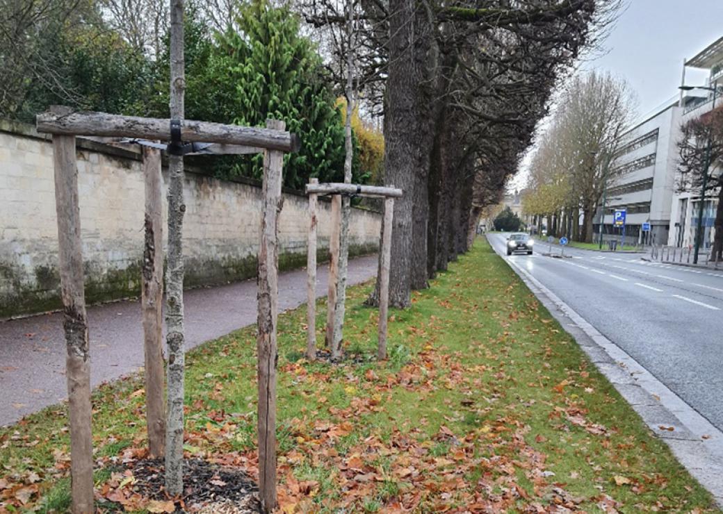 Sur le bord d'une route, le trottoir est constitué d'une bande de gazon sur laquelle poussent des arbres. Cette rangée de gazon est bordée d'un cheminement recouvert de bitume.