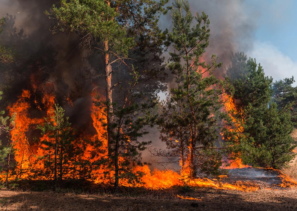 incendie forêt 