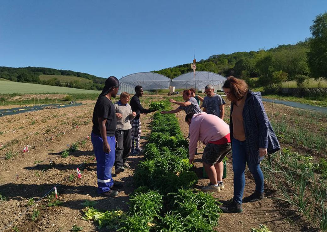 Une groupe d'une dizaine de personnes se tient de part et d'autre d'une rangée de plantations. Au fond, deux serres.