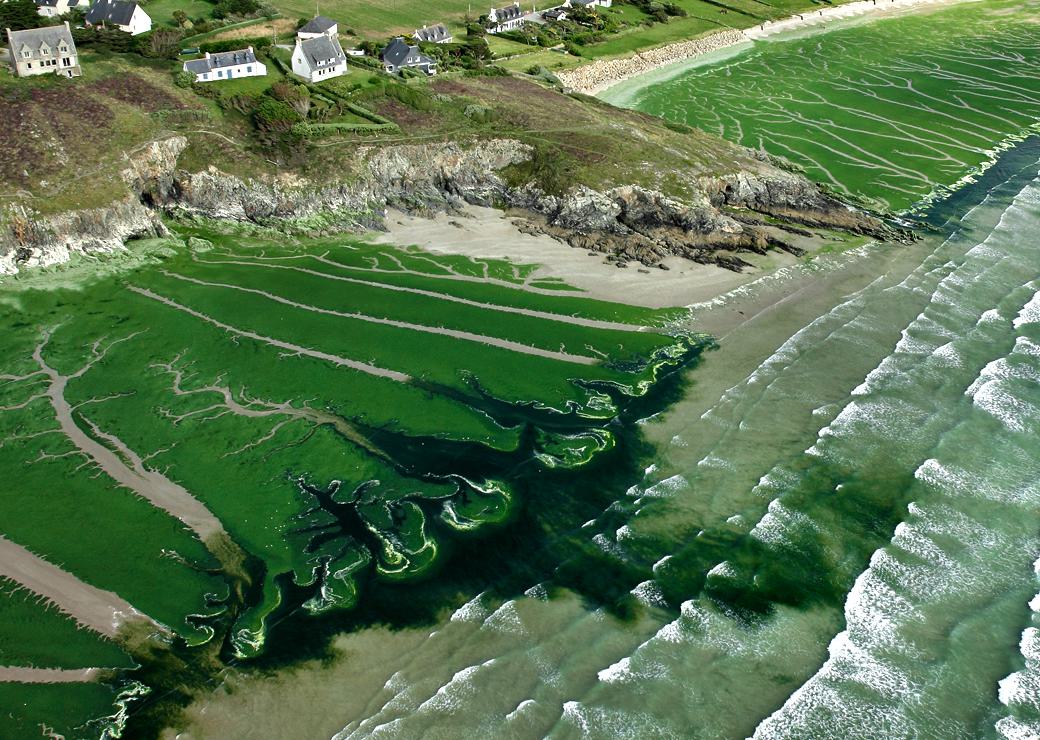 Plage bretonne polluée par le nitrate . Algues vertes