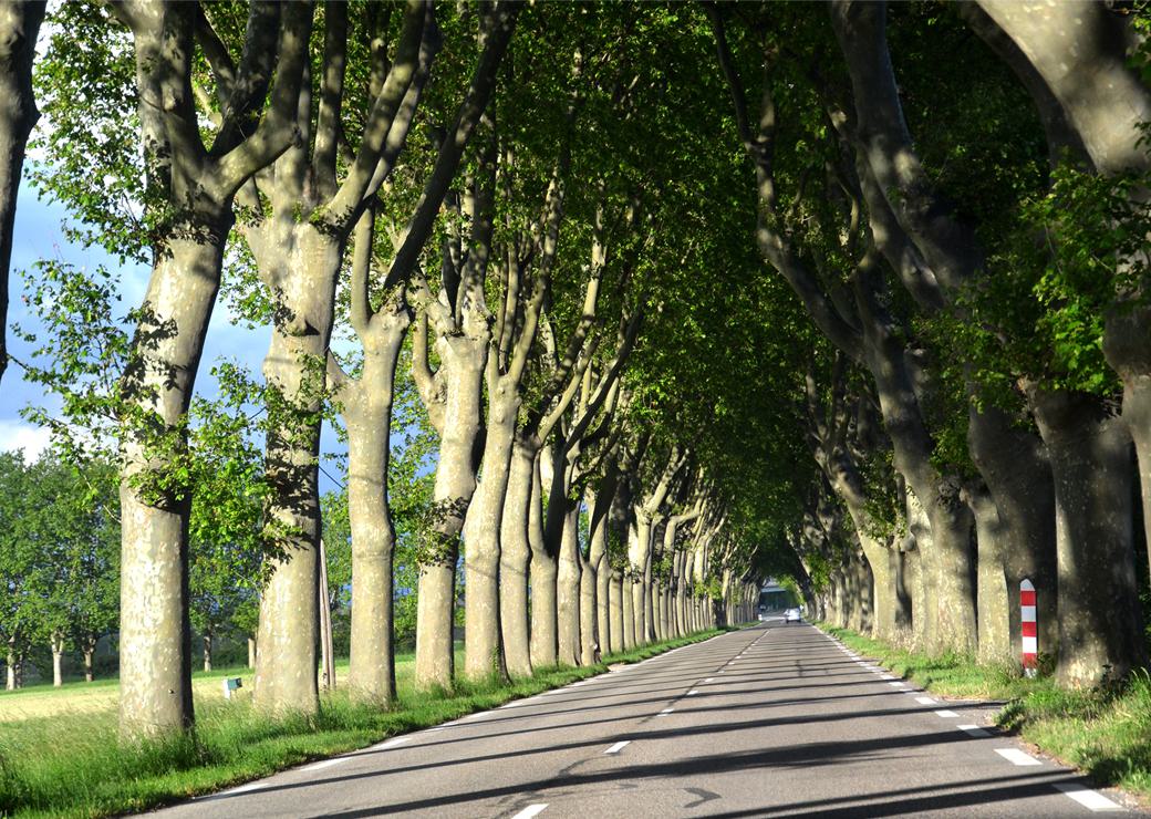 Arbres: protection et réglementation