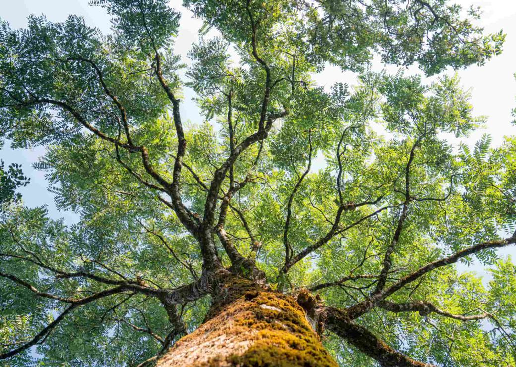 Agir pour le Climat 