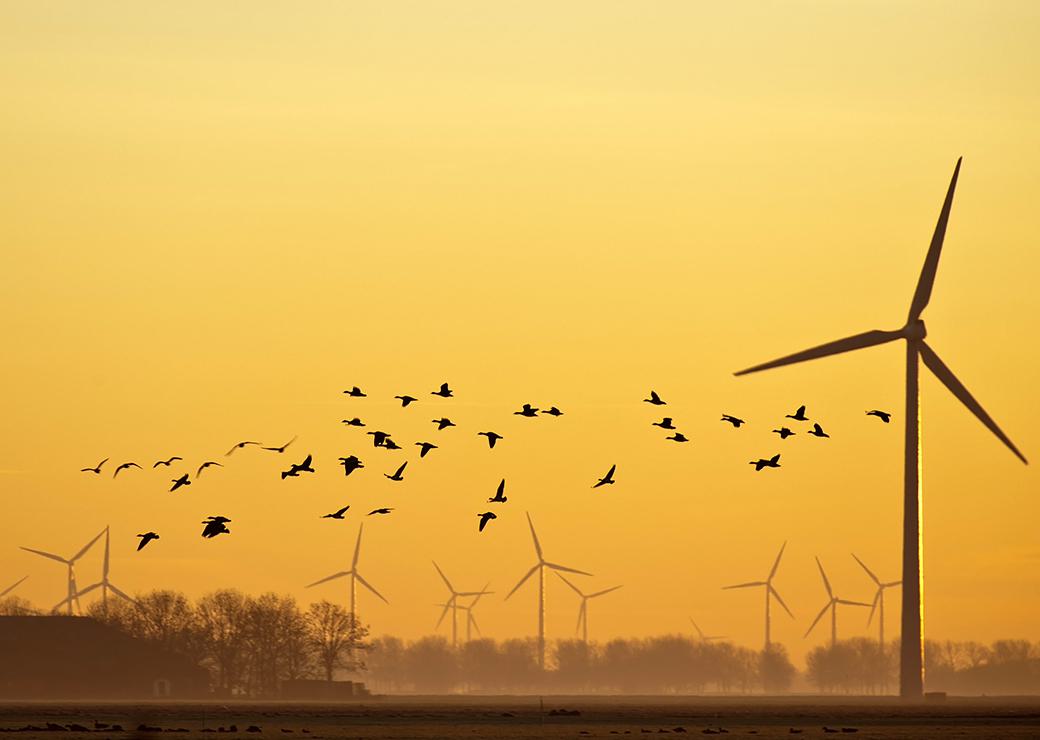 éoliennes oiseaux