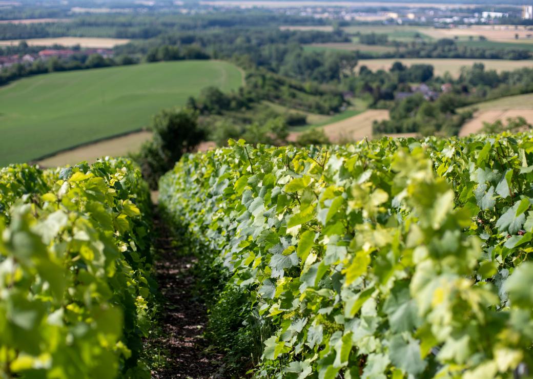 Vue territoires avec vignes