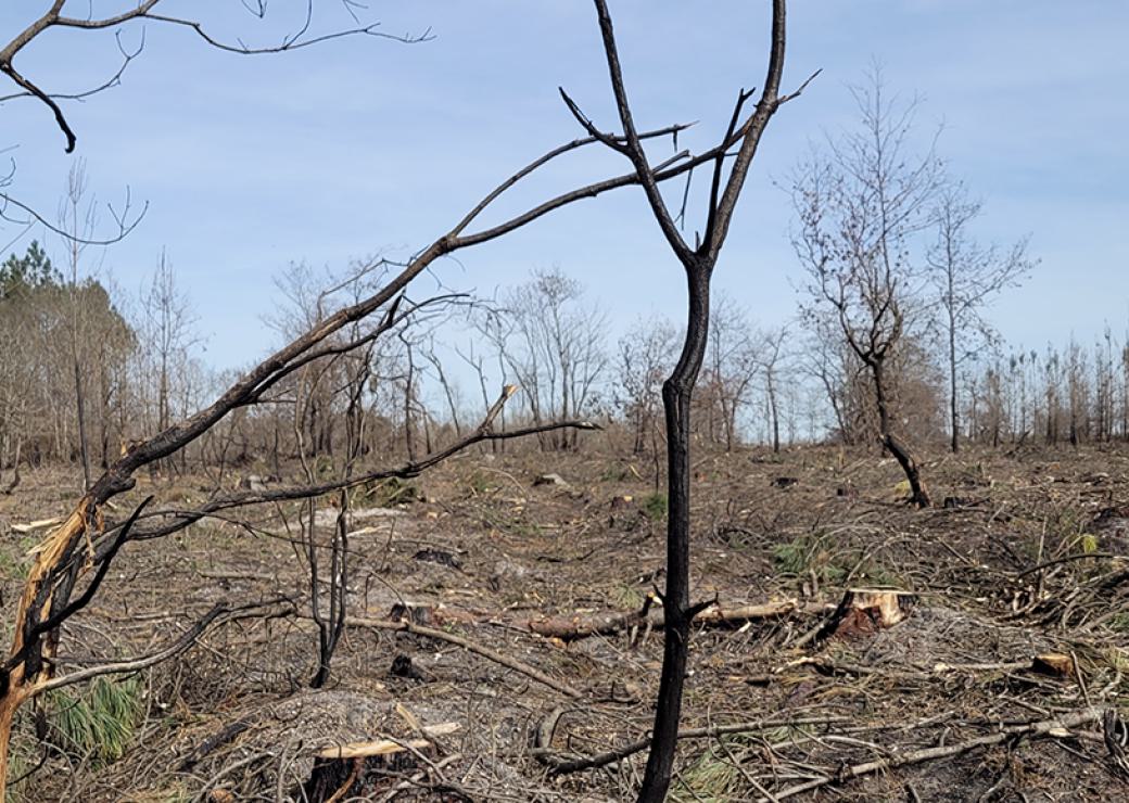 Une forêt après un incendie