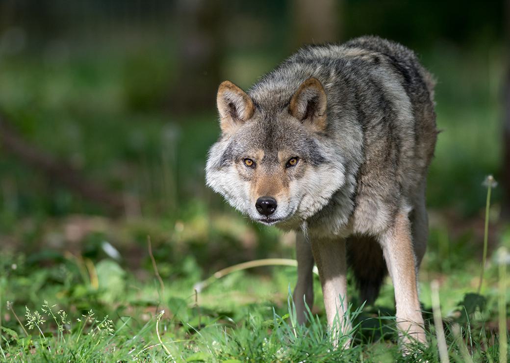 Le loup en France : un réel danger pour le bétail et pour l'homme ?