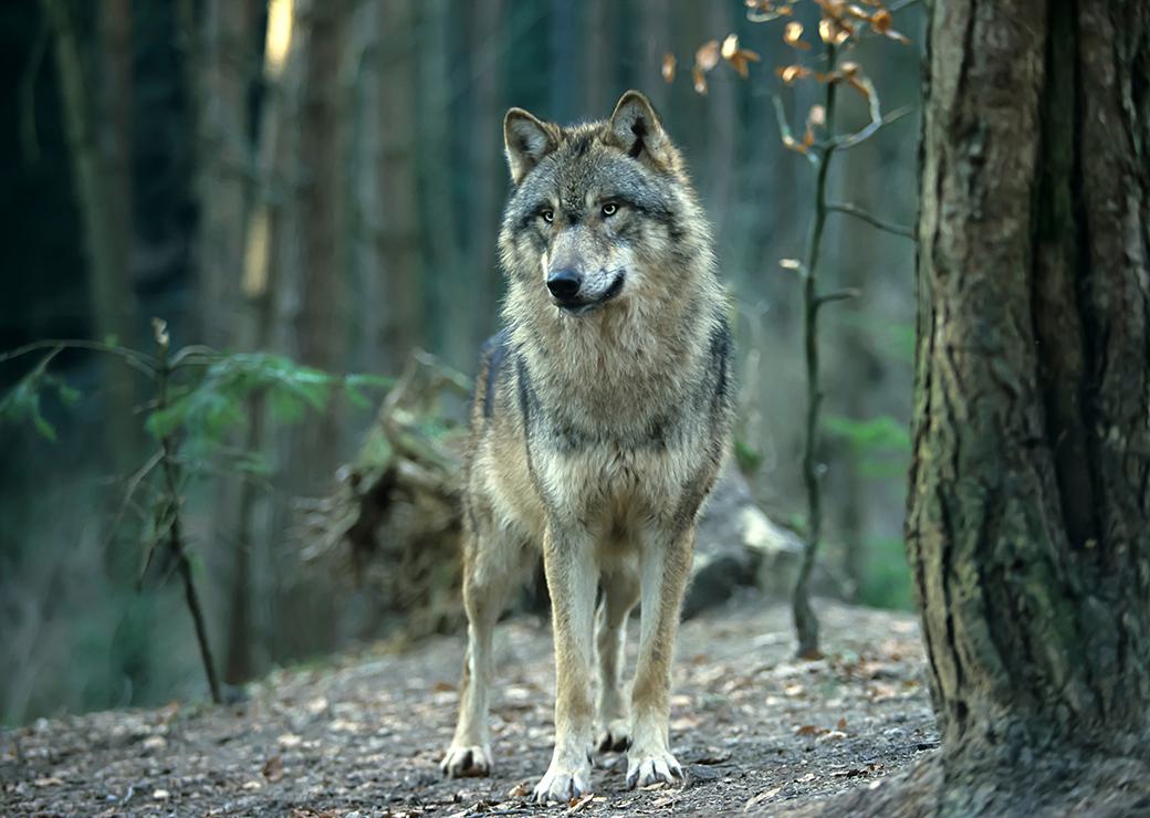 Loup : le gouvernement se place du côté des éleveurs