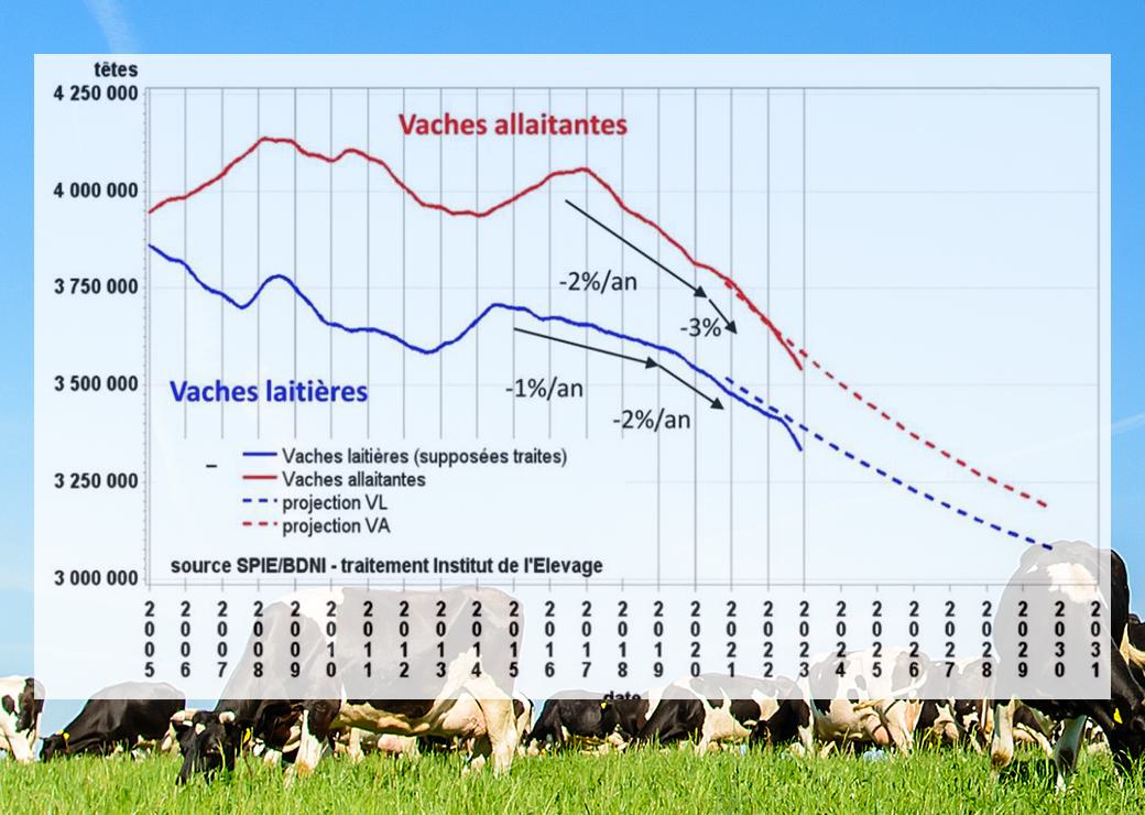 vaches