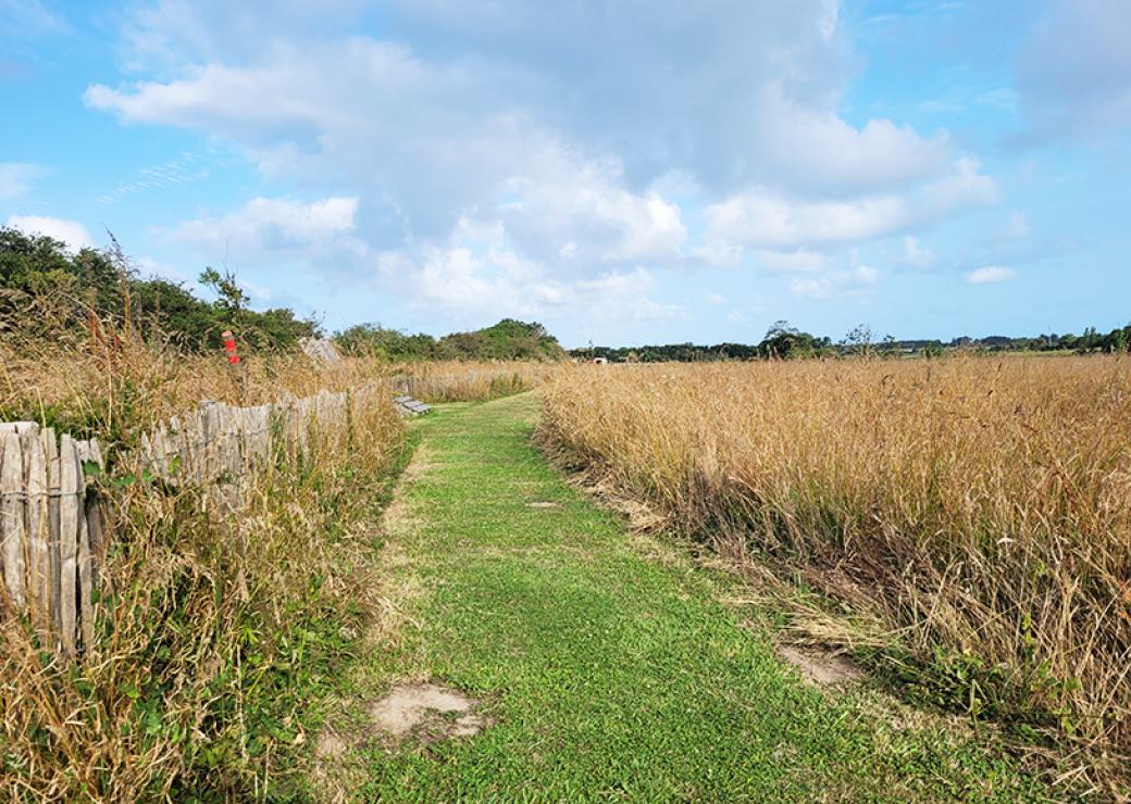 Un chemin d'herbe verte, bordé par une gannille et un champ d'herbes folles