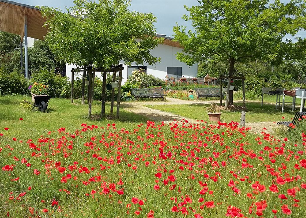 Un tapis de coquelicots dans un jardin