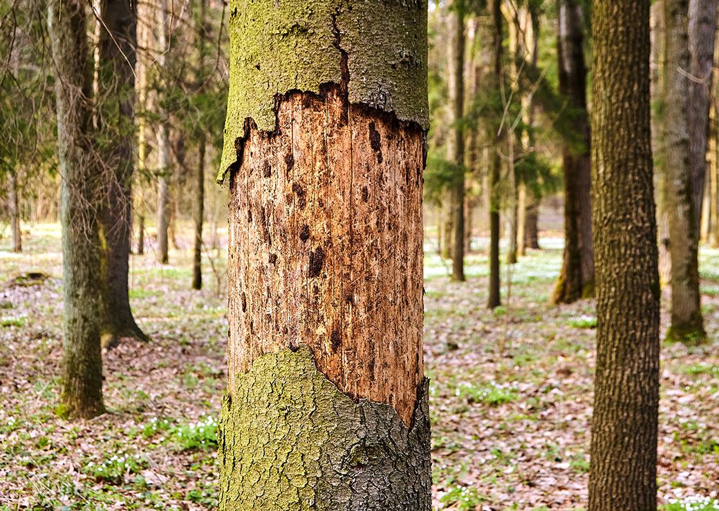 arbre contaminé par les scolytes