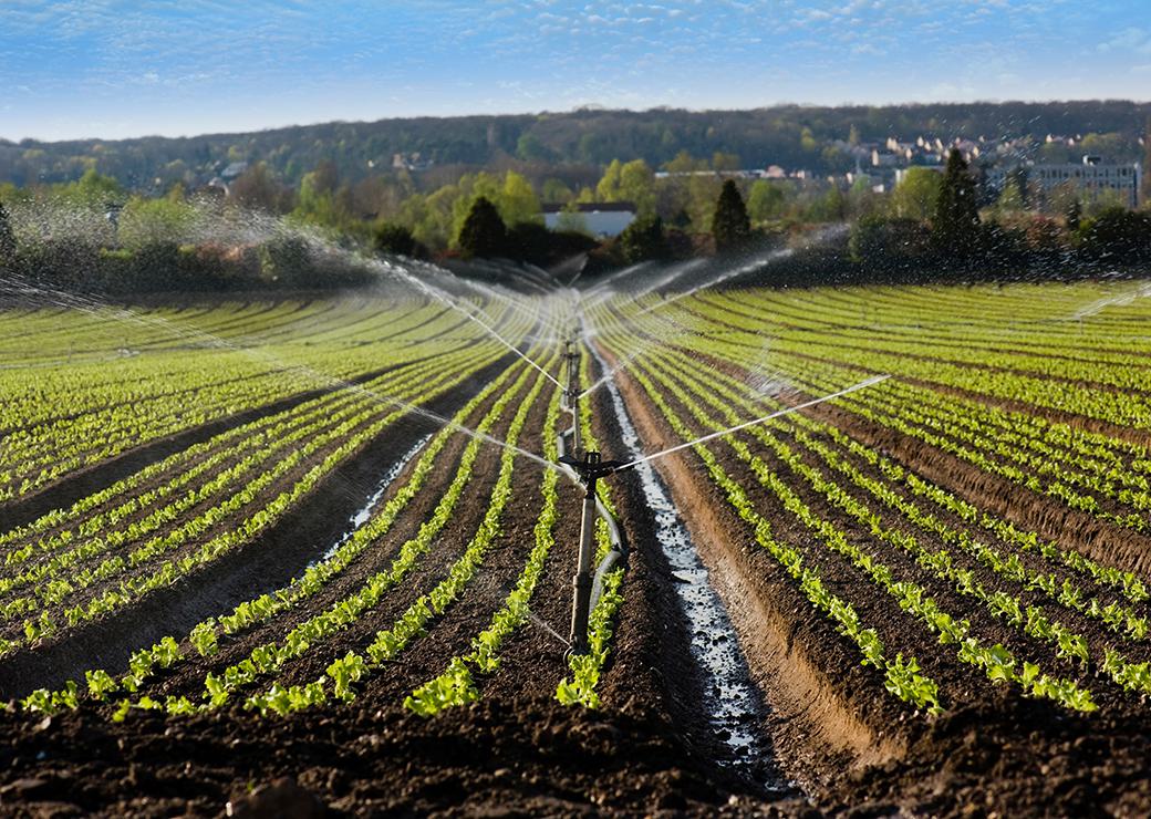 irrigation de champs