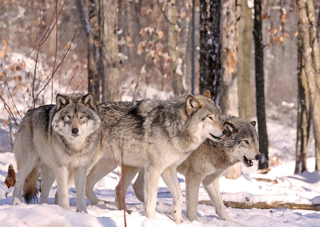 trois loups gris dans la neige