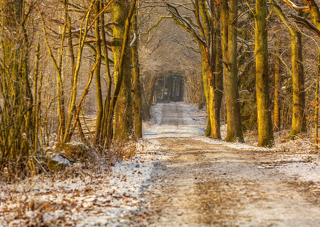 foret de feuillus en hiver