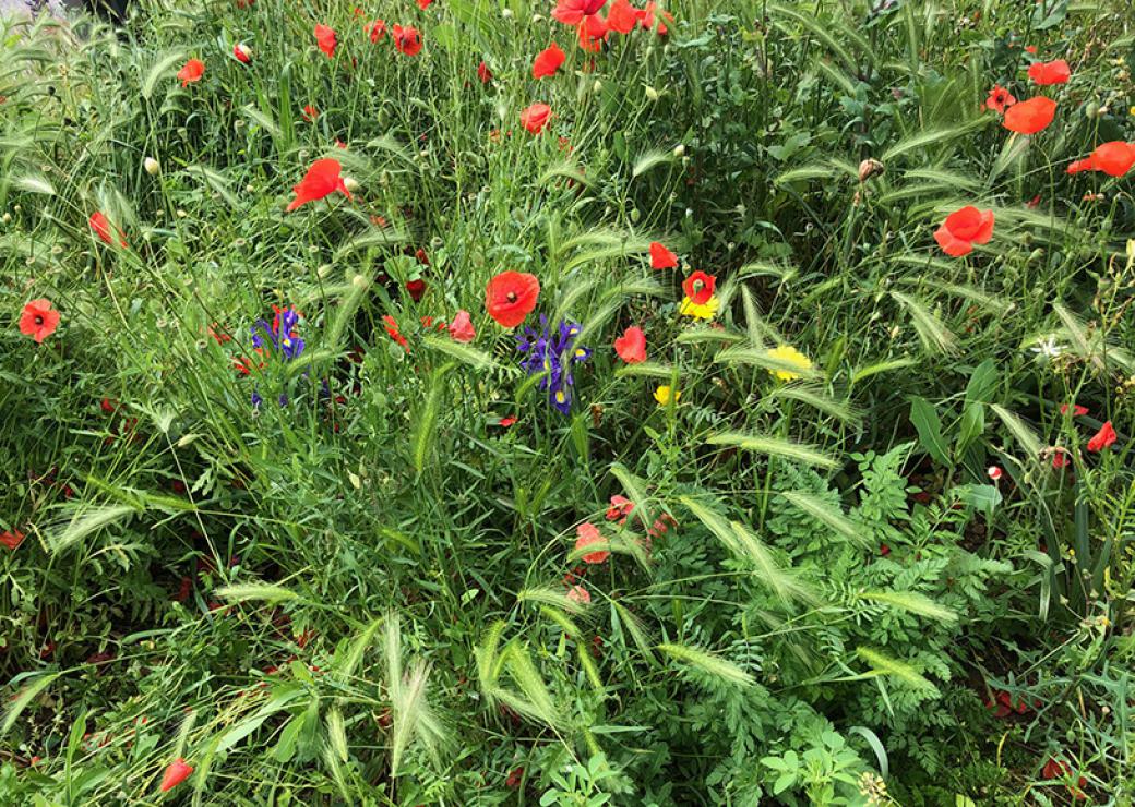 Fleurs des champs et épis de graminées