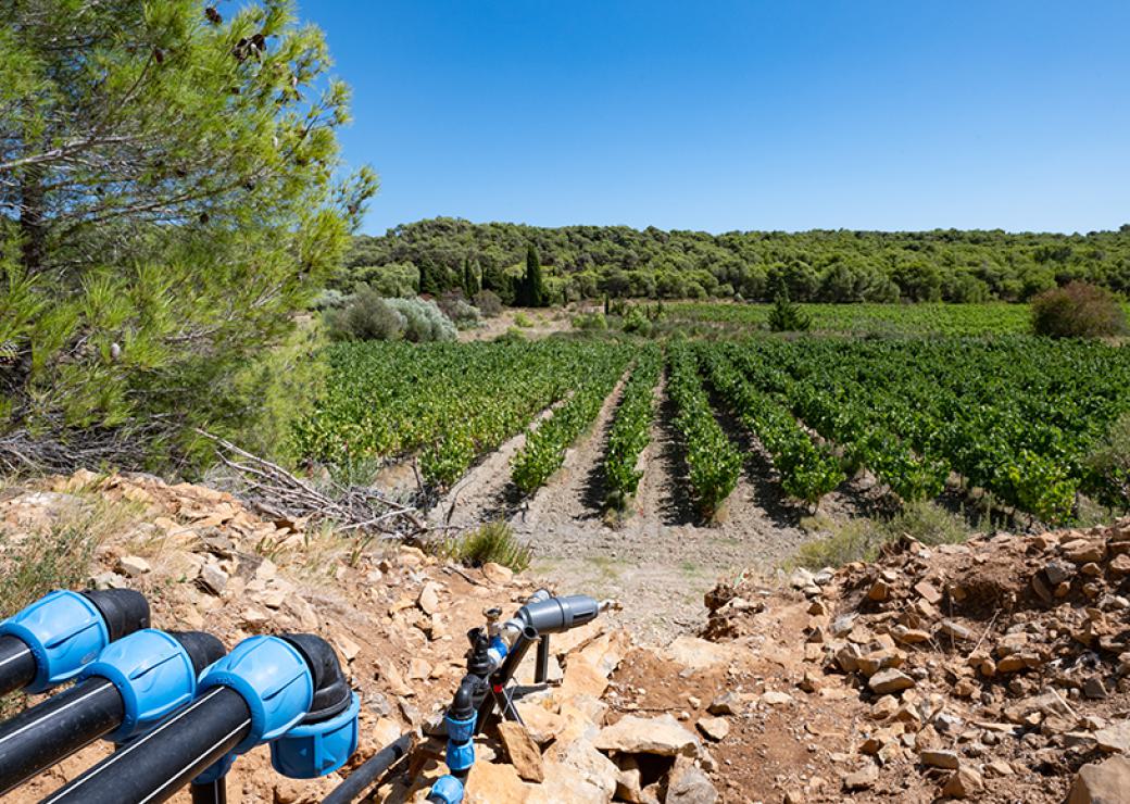 Au premier plan, des canalisations et au fond, de la vigne