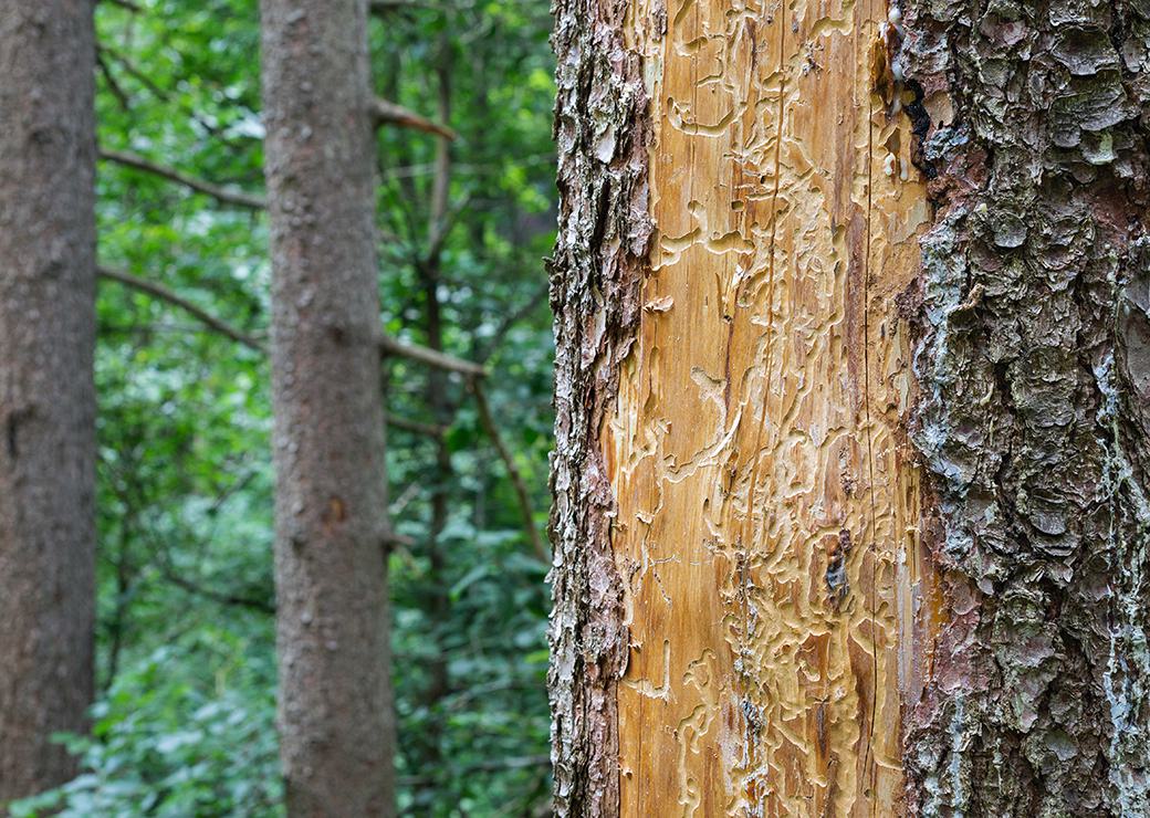 un arbre touché par des scolytes 