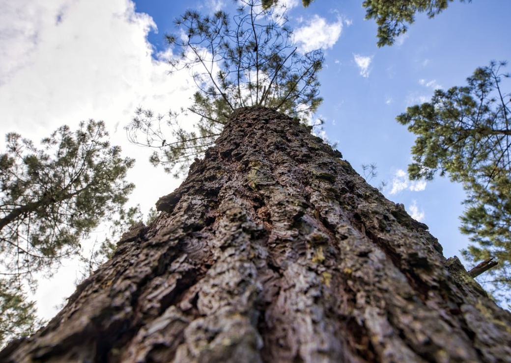 forêts nature arbre