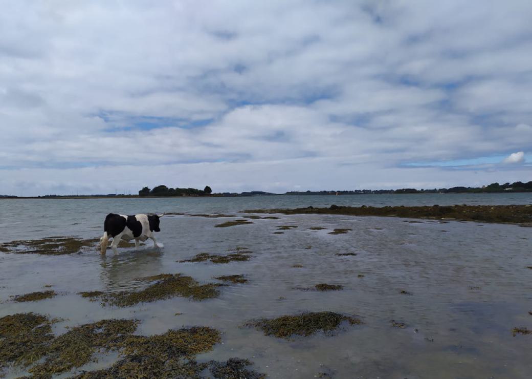 Une vache marche dans la mer