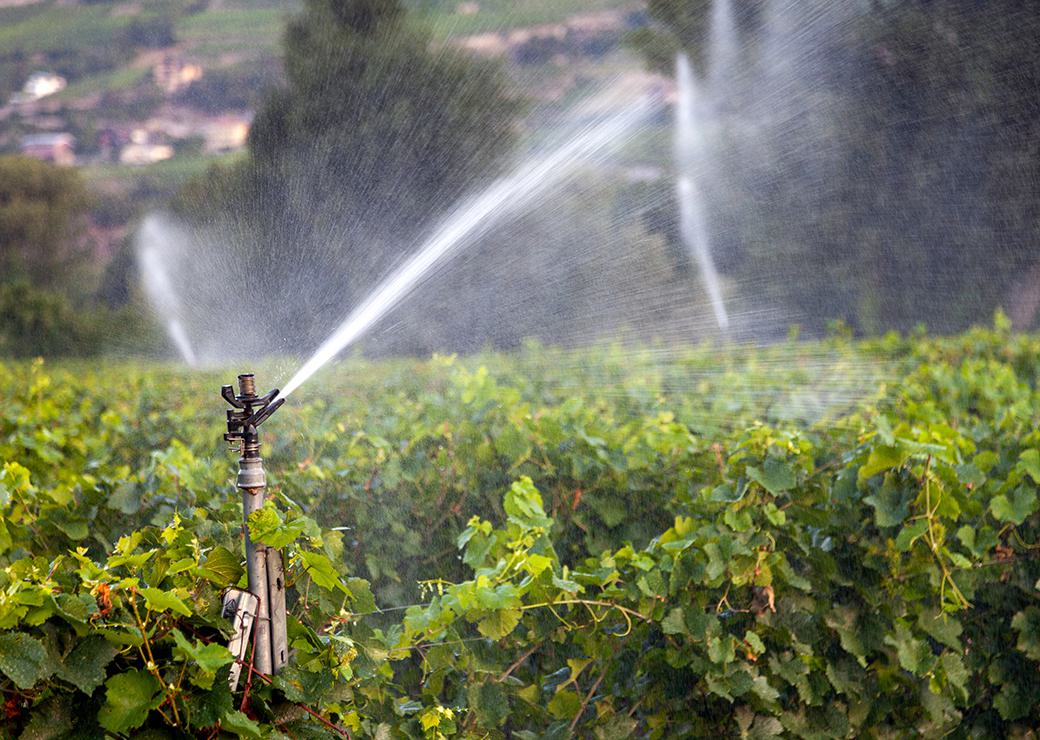 irrigation vignes