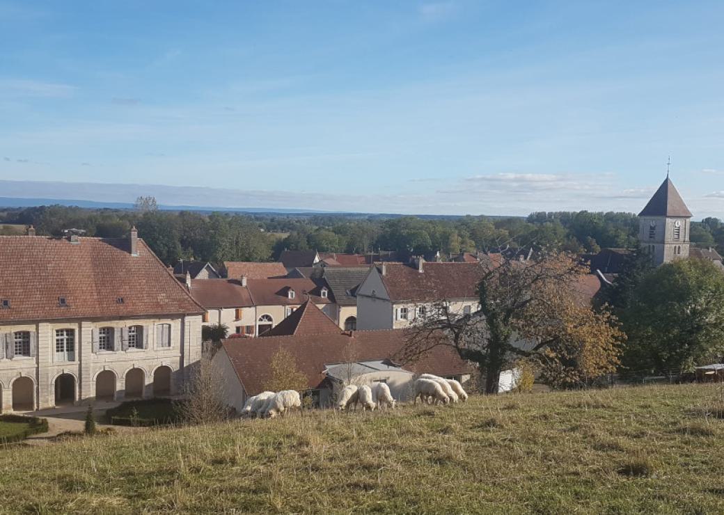 un petit troupeau de mouton sur une colline qui domine un village