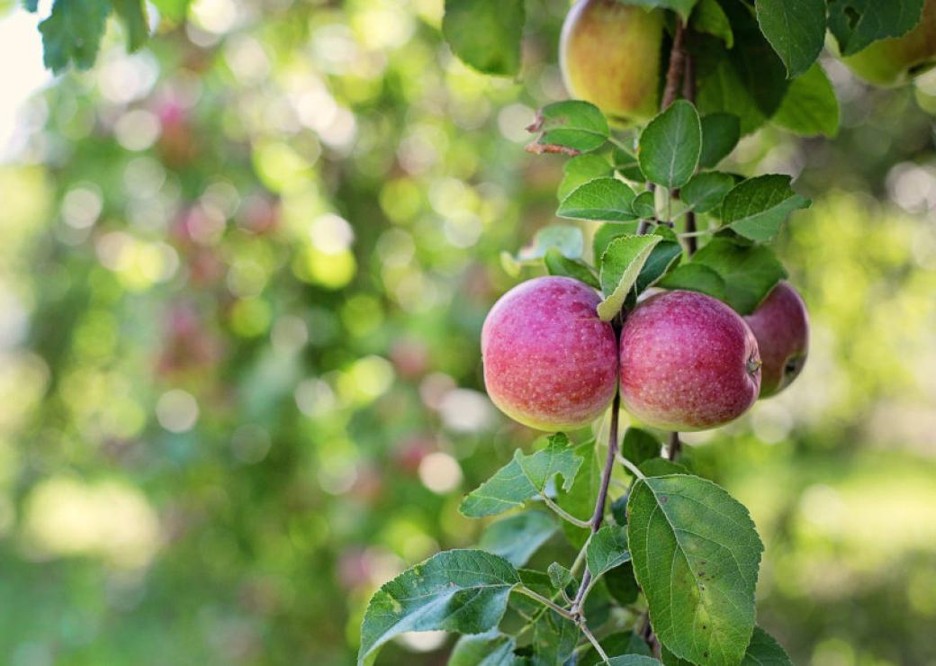 Gros plan sur des pommes rouges accrochées à la branche d'un arbre