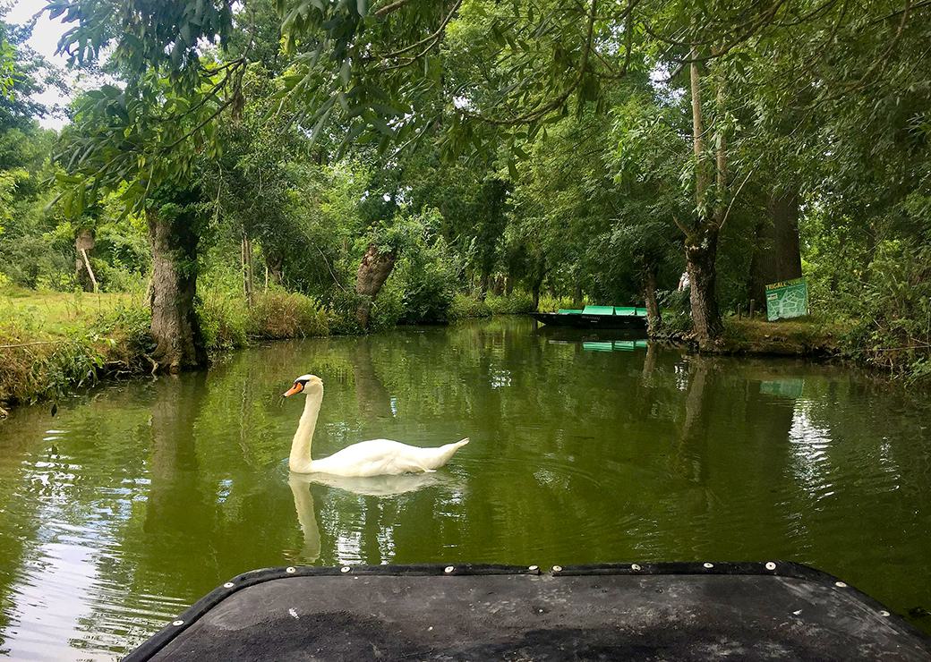 Marais poitevin 